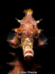 Portrait sea horse, taken with canon S120 in canon housin... by Ajiex Dharma 